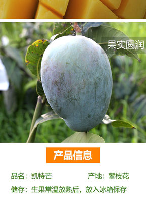 【爆甜】四川攀枝花芒果凱特大芒果超大甜芒果大青芒應季新鮮水果【9月15日發(fā)完】