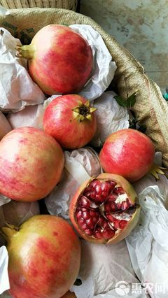 石榴 四川省攀枝花市仁和區(qū)