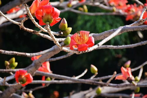 忘了他,來元江,我撿攀枝花養(yǎng)你.....