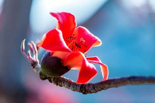 最新消息 攀枝花開了 請(qǐng)查收來自春天的英雄帖