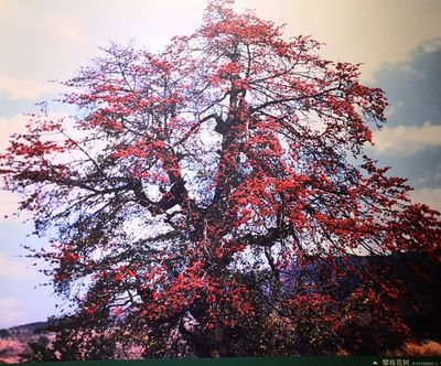 攀枝花是什么?有三個答案,一般人不知道!