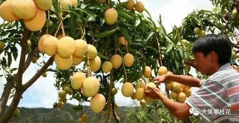 搭國(guó)際航班飛往莫斯科!攀枝花芒果首次出口俄羅斯!_財(cái)經(jīng)_網(wǎng)