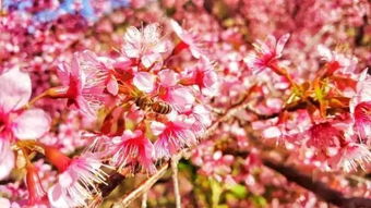 賞花攻略 攀枝花人元旦別走遠,你家附近就是 花花世界