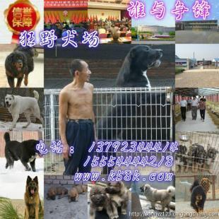 攀枝花肉狗養(yǎng)殖場肉狗苗崽價格_農副產品_世界工廠網