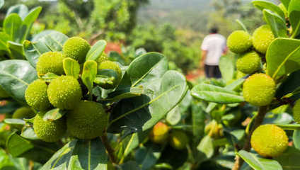 &ldquo;互聯(lián)網+&rdquo; 帶著攀枝花特色農產品走四方