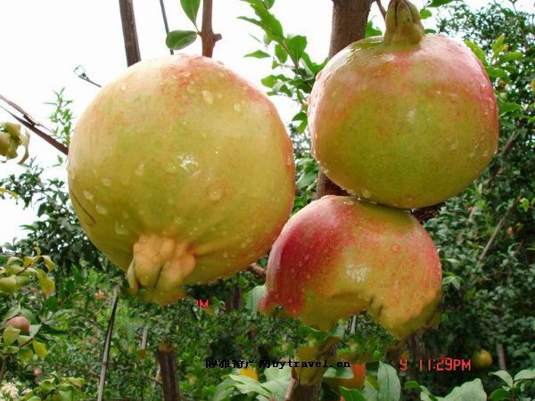 四川攀西大田石榴_四川攀西大田石榴的介紹_四川攀西大田石榴的圖片_郵編查詢網(wǎng)