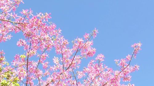 友好互推 異木棉綻放,攀枝花粉了 這里藏著不一樣的秋日美景