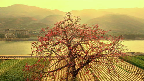 市州觀察丨攀枝花 借古樹保護(hù),推進(jìn)生態(tài)資源向旅游資源轉(zhuǎn)化