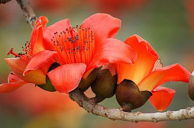 冬未至,春已來(lái)!最新消息:攀枝花開(kāi)啦!