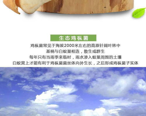 攀枝花特產佰菇行三源河高海拔野生雞樅菌雞菌250g 盒全國包郵