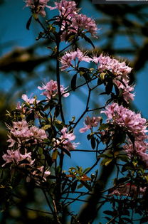 好消息 攀枝花唯一一個(gè)國家地質(zhì)公園將誕生