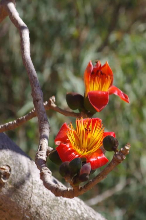麗江攀枝花又開 元宵帶你一起 云賞花