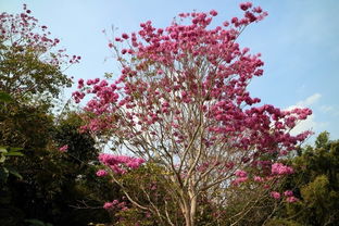 聽從你心,無問西東 2018春節川滇行 米易 攀枝花 元謀 景洪 東川 石林 元陽 宜賓