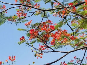 2018攀枝花市鳳凰花節(jié)火熱開啟,最美的鳳凰花海已盛開 你來(lái)不來(lái)
