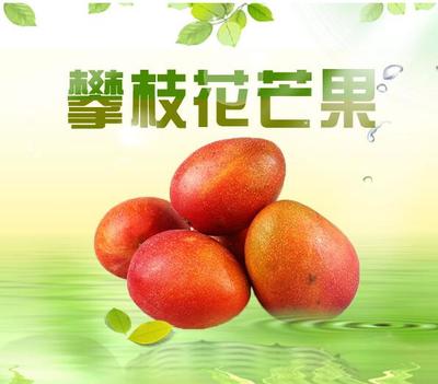 攀枝花芒果 陽(yáng)光與甜蜜的完美結(jié)晶